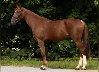 Hannoveraner, Stute, 4 Jahre, 166 cm, Dunkelfuchs