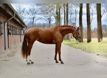 Hannoveraner, Stute, 4 Jahre, 166 cm, Fuchs