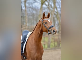 Hannoveraner, Stute, 4 Jahre, 166 cm, Fuchs
