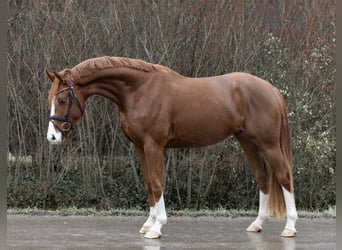 Hannoveraner, Stute, 4 Jahre, 166 cm, Fuchs