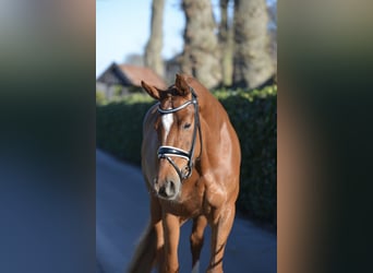 Hannoveraner, Stute, 4 Jahre, 166 cm, Fuchs