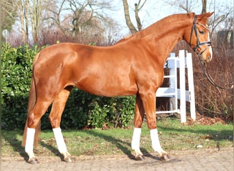 Hannoveraner, Stute, 4 Jahre, 166 cm, Fuchs