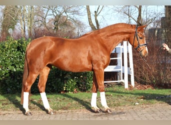 Hannoveraner, Stute, 4 Jahre, 166 cm, Fuchs