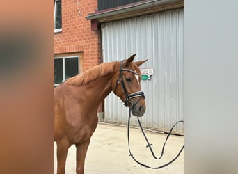 Hannoveraner, Stute, 4 Jahre, 166 cm, Fuchs