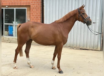 Hannoveraner, Stute, 4 Jahre, 166 cm, Fuchs