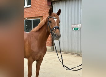Hannoveraner, Stute, 4 Jahre, 166 cm, Fuchs