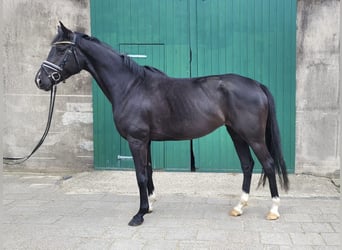Hannoveraner, Stute, 4 Jahre, 166 cm, Rappe