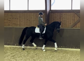 Hannoveraner, Stute, 4 Jahre, 166 cm, Rappe