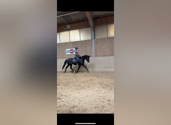 Hannoveraner, Stute, 4 Jahre, 166 cm, Rappe