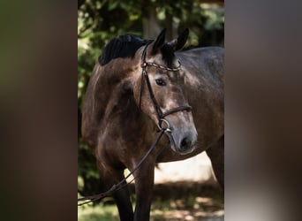 Hannoveraner, Stute, 4 Jahre, 166 cm, Schimmel