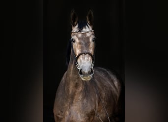 Hannoveraner, Stute, 4 Jahre, 166 cm, Schimmel