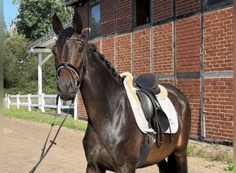 Hannoveraner, Stute, 4 Jahre, 166 cm, Schwarzbrauner