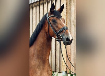Hannoveraner, Stute, 4 Jahre, 167 cm, Brauner