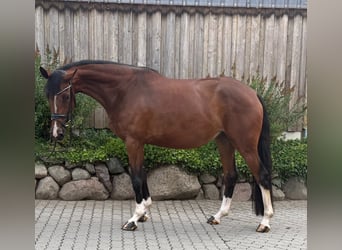 Hannoveraner, Stute, 4 Jahre, 167 cm, Brauner