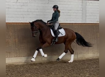 Hannoveraner, Stute, 4 Jahre, 167 cm, Brauner