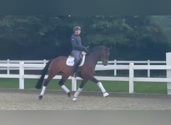 Hannoveraner, Stute, 4 Jahre, 167 cm, Brauner Hannoveraner, Stute, 4 Jahre, 167 cm, Brauner