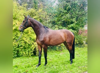 Hannoveraner, Stute, 4 Jahre, 167 cm, Brauner Hannoveraner, Stute, 4 Jahre, 167 cm, Brauner