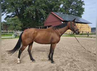 Hannoveraner, Stute, 4 Jahre, 167 cm, Brauner