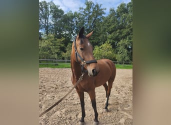 Hannoveraner, Stute, 4 Jahre, 167 cm, Brauner