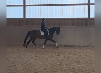 Hannoveraner, Stute, 4 Jahre, 167 cm, Brauner