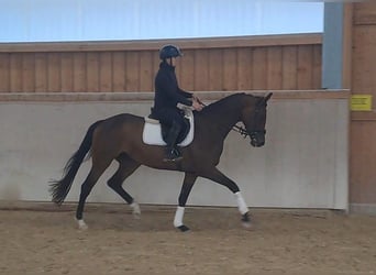 Hannoveraner, Stute, 4 Jahre, 167 cm, Brauner
