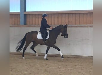 Hannoveraner, Stute, 4 Jahre, 167 cm, Brauner