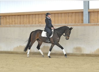 Hannoveraner, Stute, 4 Jahre, 167 cm, Brauner