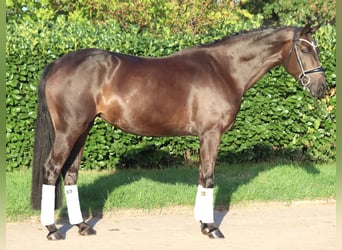 Hannoveraner, Stute, 4 Jahre, 167 cm, Brauner