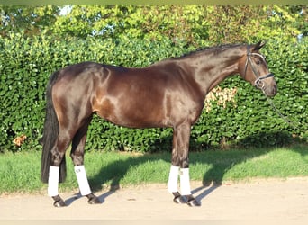Hannoveraner, Stute, 4 Jahre, 167 cm, Brauner