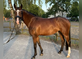 Hannoveraner, Stute, 4 Jahre, 167 cm, Brauner