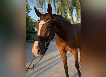 Hannoveraner, Stute, 4 Jahre, 167 cm, Brauner