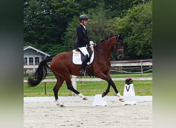 Hannoveraner, Stute, 4 Jahre, 167 cm, Brauner