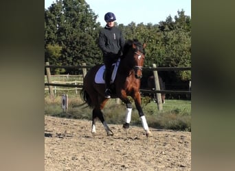 Hannoveraner, Stute, 4 Jahre, 167 cm, Brauner