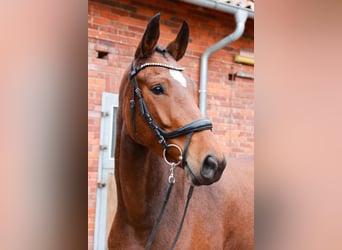 Hannoveraner, Stute, 4 Jahre, 167 cm, Brauner