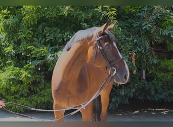 Hannoveraner, Stute, 4 Jahre, 167 cm, Brauner
