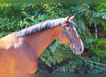 Hannoveraner, Stute, 4 Jahre, 167 cm, Brauner