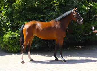 Hannoveraner, Stute, 4 Jahre, 167 cm, Brauner