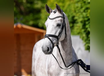 Hannoveraner, Stute, 4 Jahre, 167 cm, Brauner