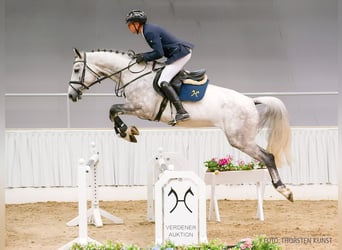 Hannoveraner, Stute, 4 Jahre, 167 cm, Brauner