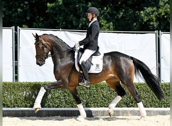Hannoveraner, Stute, 4 Jahre, 167 cm, Dunkelbrauner