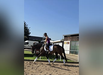 Hannoveraner, Stute, 4 Jahre, 167 cm, Dunkelbrauner