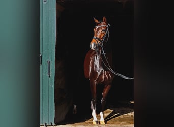 Hannoveraner, Stute, 4 Jahre, 167 cm, Dunkelbrauner