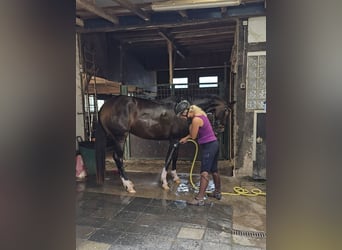Hannoveraner, Stute, 4 Jahre, 167 cm, Dunkelbrauner