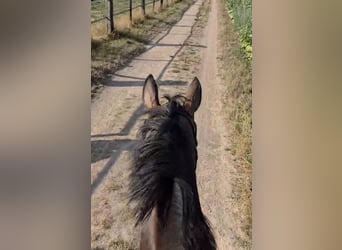 Hannoveraner, Stute, 4 Jahre, 167 cm, Dunkelbrauner