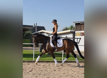 Hannoveraner, Stute, 4 Jahre, 167 cm, Dunkelbrauner