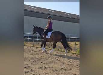 Hannoveraner, Stute, 4 Jahre, 167 cm, Dunkelbrauner