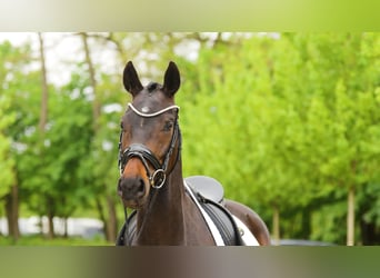 Hannoveraner, Stute, 4 Jahre, 167 cm, Dunkelbrauner