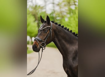 Hannoveraner, Stute, 4 Jahre, 167 cm, Dunkelbrauner
