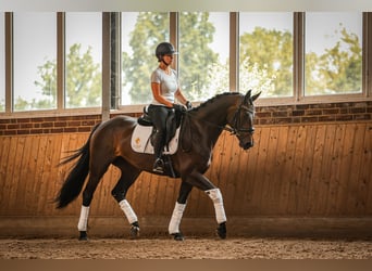 Hannoveraner, Stute, 4 Jahre, 167 cm, Dunkelbrauner