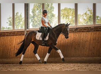 Hannoveraner, Stute, 4 Jahre, 167 cm, Dunkelbrauner